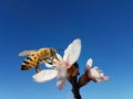 Bee honey almond almods tree flower background srping isolated blue sky Royalty Free Stock Photo