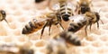 Bee honey bee colony honeycomb closeup. Eco nature bee hive Royalty Free Stock Photo