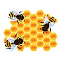 Bee on honey cell icon, cartoon style