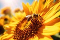 Bee honey flora blossom insect flower nature yellow plant pollen summer sunflower Royalty Free Stock Photo