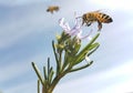 Bee honey flower flying rosemary branch with flowers  isolated b Royalty Free Stock Photo