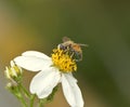 Bee Royalty Free Stock Photo