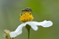 Bee Royalty Free Stock Photo