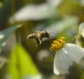Bee Royalty Free Stock Photo