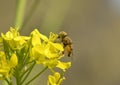 Bee Royalty Free Stock Photo