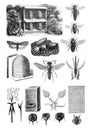 Bee, honey, hive, beekeeping honeybee collage or collection / Illustration from Brockhaus Konversations-Lexikon 1908