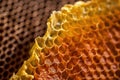 bee honey in honeycomb closeup Royalty Free Stock Photo