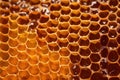 bee honey in honeycomb closeup Royalty Free Stock Photo