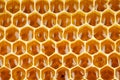 Bee honey in honeycomb macro