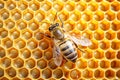Bee honey in honeycomb pattern background Royalty Free Stock Photo