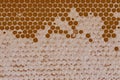 Macro honey in honeycomb pattern with wax on it