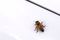 Bee, Honey Bee, Insect on white surface of car