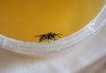 A bee on a honey jar close-up. Bee, wasp, yellow honey. The wasp eats honey.