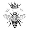 Bee and Honey logo. Mead and insect and floral and Beekeeping. Honeycomb and hive Vector Engraved hand drawn Vintage