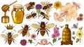 Bee and Honey set. Mead and insect and floral and Beekeeping. Honeycomb and hive Vector Engraved hand drawn Vintage old