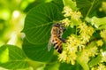 Bee honey tilia linden tree flower background srping isolated blue sky