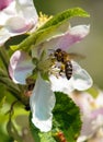 Bee honeybee Apis Mellifera on apple tree flower