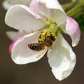 bee honeybee Apis Mellifera on apple tree flower