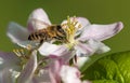 bee or honeybee Apis Mellifera on apple tree flower