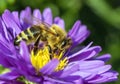 bee honeybee Apis Mellifera honey insect flower