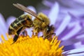 bee honeybee Apis Mellifera honey insect flower