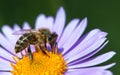 bee honeybee Apis Mellifera honey insect flower