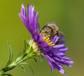 bee honeybee Apis Mellifera honey insect flower