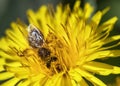 Bee honeybee Apis Mellifera yellow flower Royalty Free Stock Photo