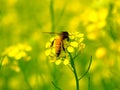 honey bee Royalty Free Stock Photo