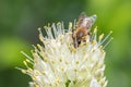 bee or honeybee, european honey bee collecting bee pollen. Bee collecting honey. Breeding bees. Beekeeping