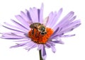 Bee or honeybee on flower isolated on white background