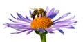 Bee or honeybee on flower isolated on white Royalty Free Stock Photo