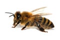 Bee or honeybee or honey bee isolated on the white Royalty Free Stock Photo