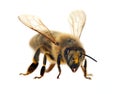 Bee or honeybee or honey bee isolated on the white Royalty Free Stock Photo