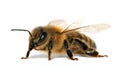 Bee or honeybee or honey bee isolated on the white Royalty Free Stock Photo