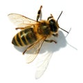 Bee or honeybee or honey bee isolated on the white Royalty Free Stock Photo