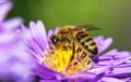 Bee or honeybee in Latin Apis Mellifera on blue flower Royalty Free Stock Photo