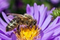 Bee or honeybee in Latin Apis Mellifera on blue flower Royalty Free Stock Photo