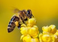 Bee or honeybee in Latin Apis Mellifera on flower