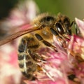 Bee or honeybee in Latin Apis Mellifera on red flower Royalty Free Stock Photo