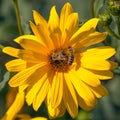 Bee or honeybee in Latin Apis Mellifera on yellow flower Royalty Free Stock Photo