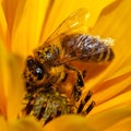 Bee or honeybee in Latin Apis Mellifera on yellow flower Royalty Free Stock Photo