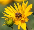 Bee or honeybee in Latin Apis Mellifera on yellow flower Royalty Free Stock Photo