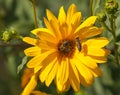 Bee or honeybee in Latin Apis Mellifera on yellow flower Royalty Free Stock Photo