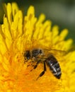 Bee or honeybee in Latin Apis Mellifera on yellow flower Royalty Free Stock Photo