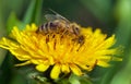 Bee or honeybee in Latin Apis Mellifera on yellow flower Royalty Free Stock Photo