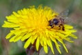 Bee or honeybee in Latin Apis Mellifera on yellow flower Royalty Free Stock Photo