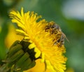 Bee or honeybee in Latin Apis Mellifera on yellow flower Royalty Free Stock Photo