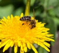 Bee or honeybee in Latin Apis Mellifera on yellow flower Royalty Free Stock Photo