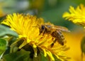 Bee or honeybee in Latin Apis Mellifera on yellow flower Royalty Free Stock Photo